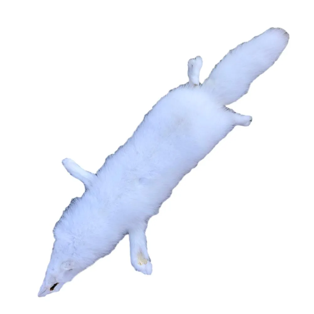 Beautifully Tanned Artic Fox Pelt - Pure White Fur Hide