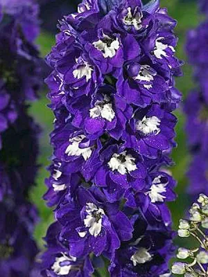 Delphinium - Dark Blue White Bee