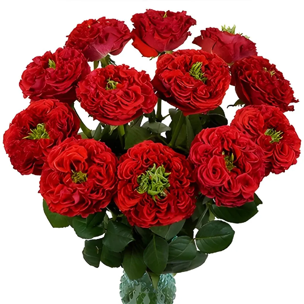 Unique Latin Red Garden Rose