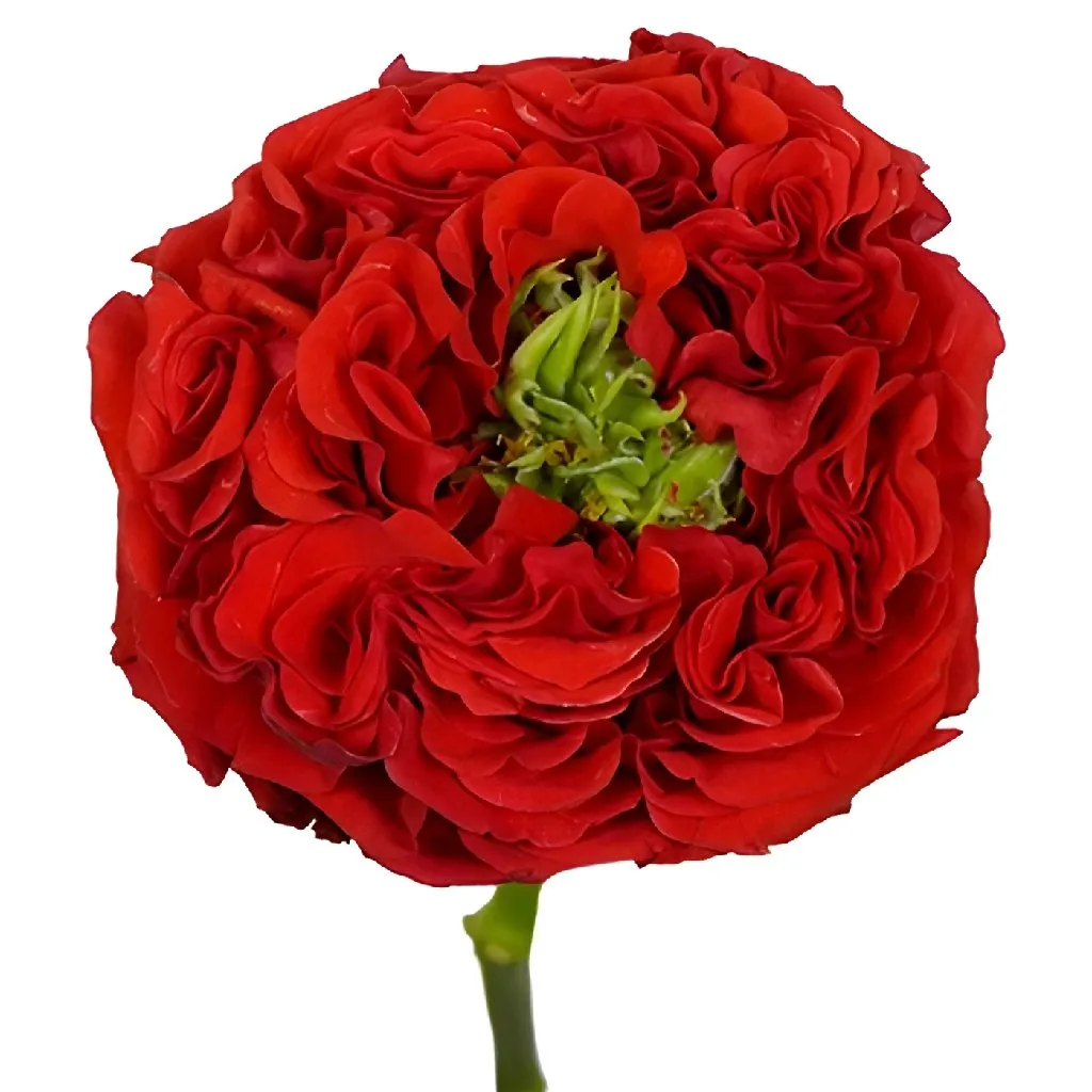Unique Latin Red Garden Rose