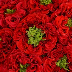 Unique Latin Red Garden Rose