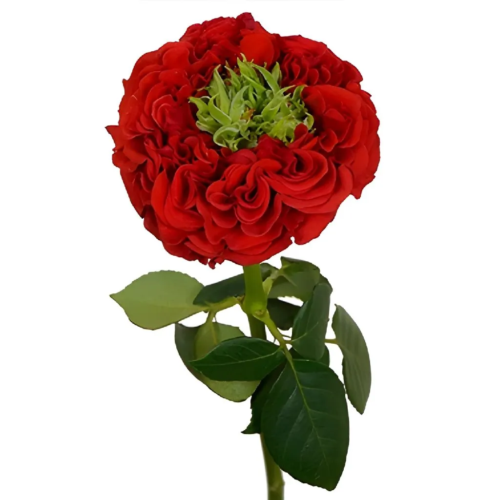 Unique Latin Red Garden Rose